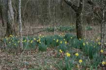 Woodlands in spring